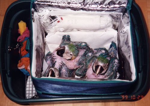 2003_06_macaws_01