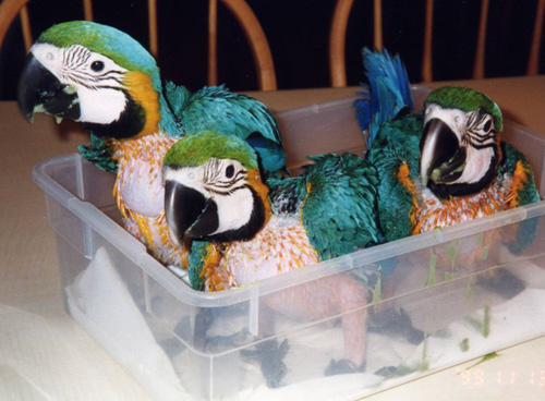 2003_06_macaws_03