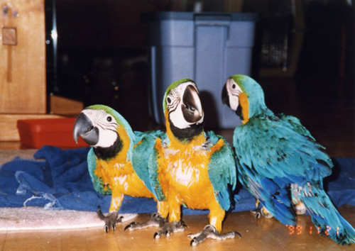2003_06_macaws_05