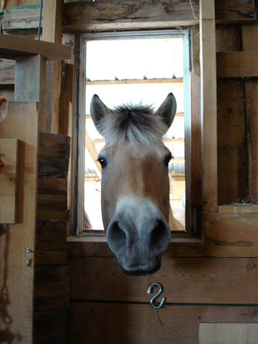 2004_0619_buster_window_002