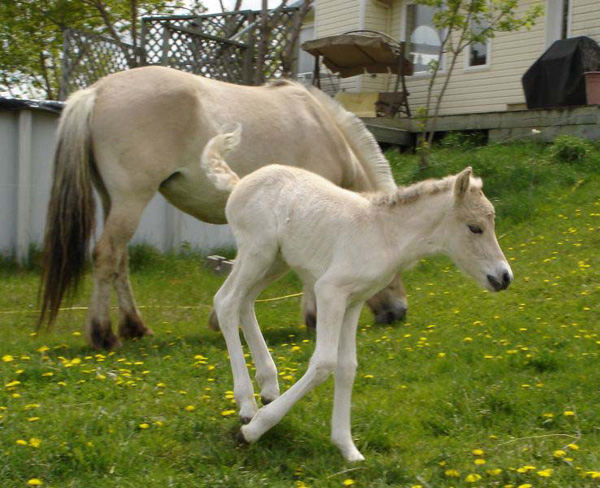 2005_0518_fiorgyn_13_resize
