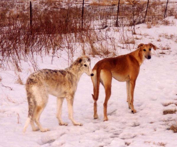 grizzle_97_0304a_resize