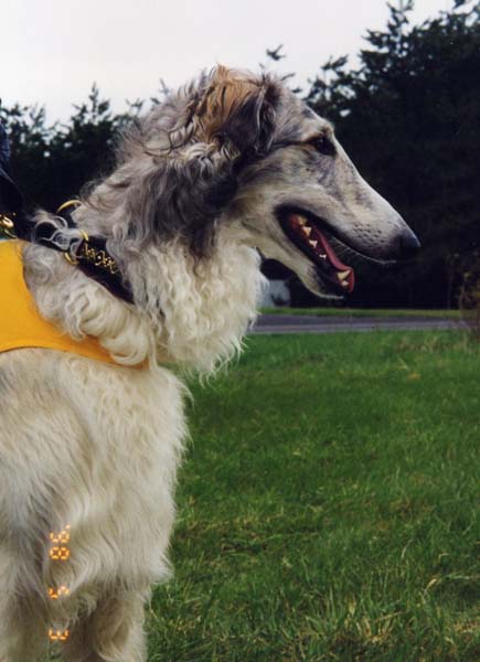 grizzle_98_0502b_resize