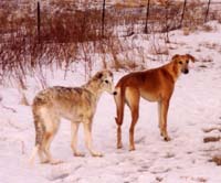 grizzle_97_0304a_resize