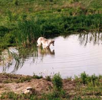 grizzle_97_0608a_resize