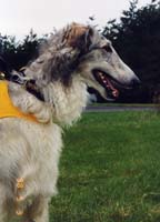 grizzle_98_0502b_resize