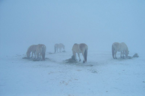2003_0301_14_horses_fog