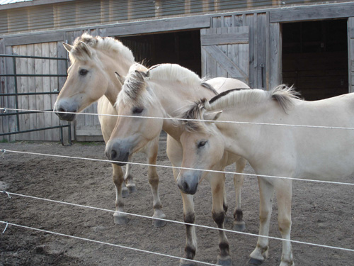 2004_0721_horses_007