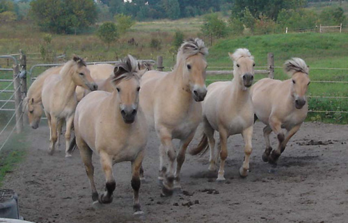 2004_0827_herd_sand_ring_004_crop