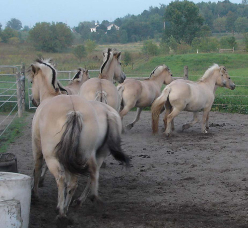 2004_0827_herd_sand_ring_026_crop