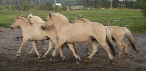 2004_0827_herd_sand_ring_031_crop