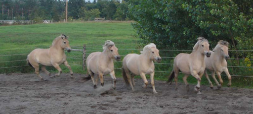 2004_0827_herd_sand_ring_035_crop