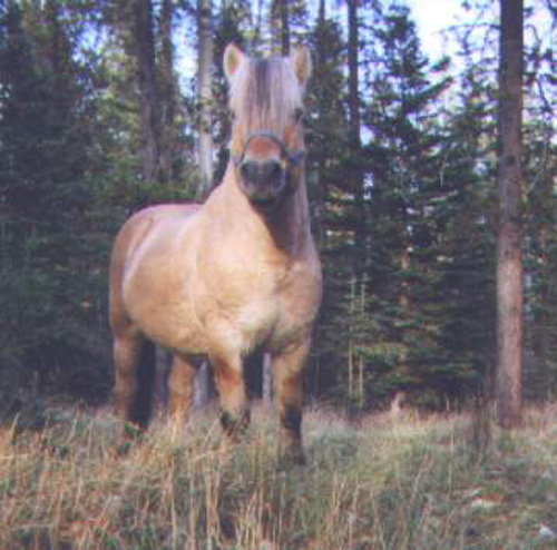 stallion_anvilsborgen