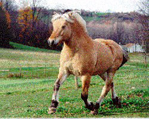 stallion_flotren