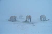 2003_0301_14_horses_fog