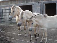 2004_0721_horses_007