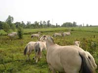 2004_0826_herd_first_intro_010_resize