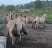 2004_0827_herd_sand_ring_026_crop