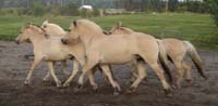 2004_0827_herd_sand_ring_031_crop