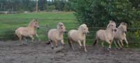2004_0827_herd_sand_ring_035_crop