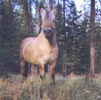 stallion_anvilsborgen