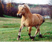 stallion_flotren
