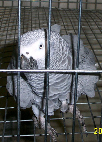 congo_wholia_2001_0813bs