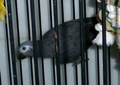 timneh_2001_0813as