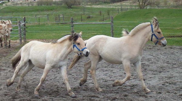 p24_2004_0508_foals_sand_16