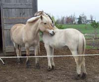 p23_2004_0502_tory_petra_01_resize