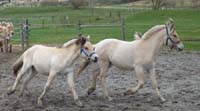 p24_2004_0508_foals_sand_16