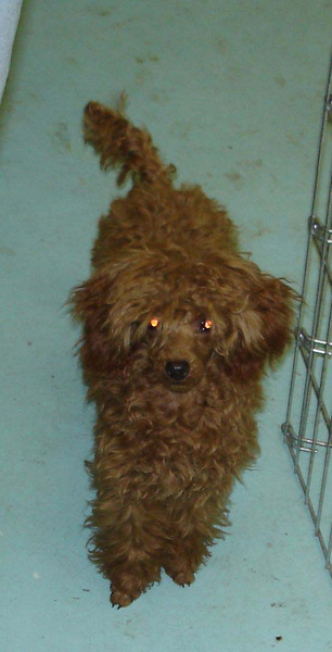 2005_0506_puppy_18