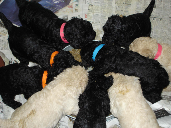 2005_0506_puppy_19