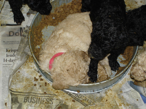 2005_0506_puppy_20