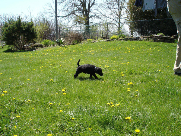 2005_0513_puppies_04