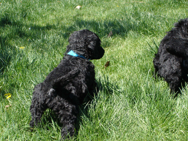 2005_0513_puppies_18