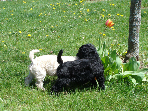 2005_0513_puppies_27