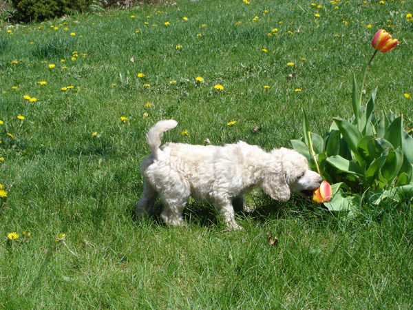 2005_0513_puppies_29