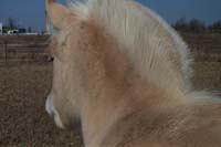 r10_horses_nov_09_2002_28