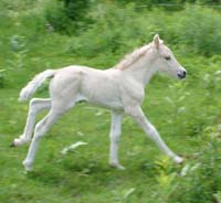 2005_0623_ulfrun_07_crop
