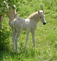 2005_0626_ulfrun_02_crop