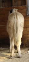 2006_0226_ulfrun_03